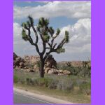 Big Joshua Tree.jpg